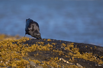 Corneille d'Amérique cherchant sa pitance sur le littoral