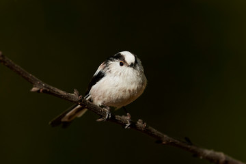 Long-tailed tit (Aegithalos caudatus)