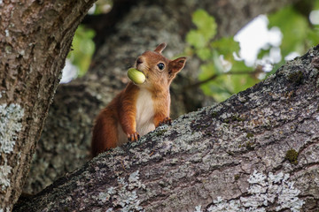 Squirrel with nut in tree