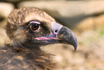 vulture