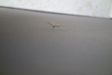 Mosquito al acecho