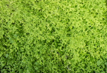 Abstract small green fern for background
