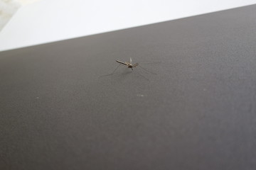 Mosquito al acecho