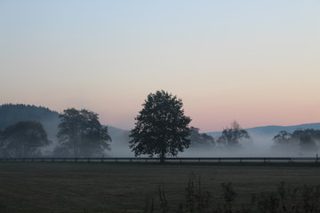 Der pr&auml;sente Baum