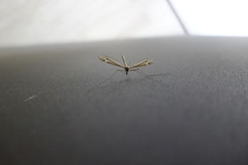 Mosquito al acecho