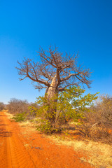 Baobab tree on red sand desert in Musina Nature Reserve, South Africa. Baobab forest reserve in...
