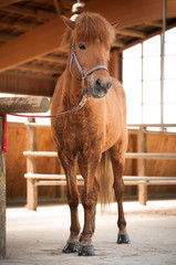 Rotes Islandpferd steht angebunden im Stall © happylights