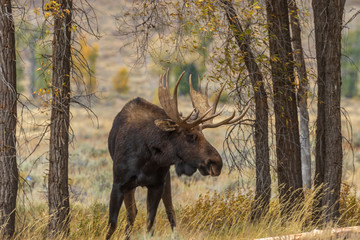 Bull Shiras Moose in the Fall Rut