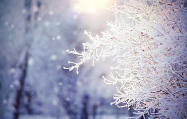 Branches in hoarfrost and snow, are lit with the sun.