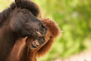 Fototapeta premium Zwei Islandpferde stehen nebeneinander und gähnen