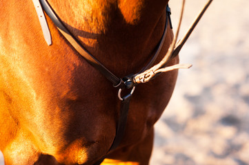 Horse halter,leather covered chain lead, close-up. Horse theme