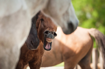 Islandpferde in einer Herde