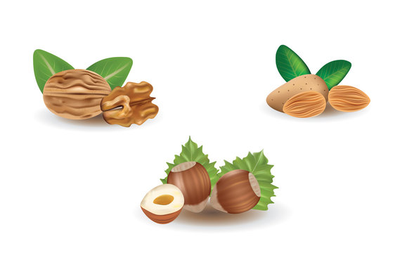 Walnut, hazelnut and almond. vector illustration