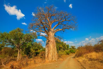 Papier Peint photo Baobab Paysage de baobab dans la réserve naturelle de Musina, l& 39 une des plus grandes collections de baobabs d& 39 Afrique du Sud. Game drive dans les réserves de gibier et naturelles du Limpopo. Journée ensoleillée avec ciel bleu. Saison sèche.
