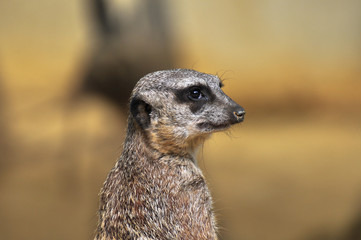 Portrait eines Erdmännchens