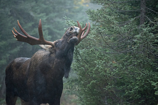 Comportement de flehmen chez un orignal m&acirc;le pendant le rut