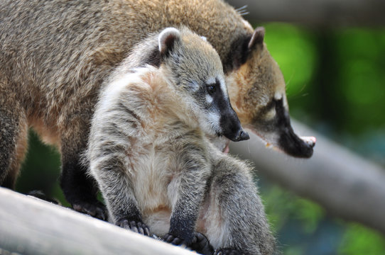 Junger Nasenb&auml;r mit seiner Mutter