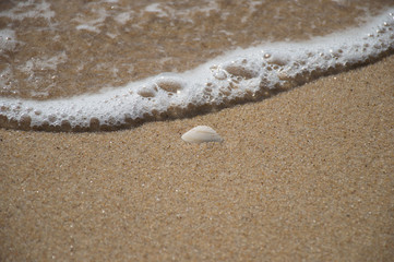 a shell in the sand almost covered by a little wave with foam and bubbles