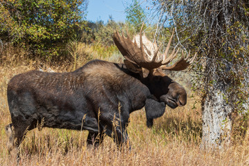 Bull Shiras Moose in the Fall Rut