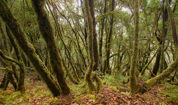 Dichter Urwald auf La Gomera, Kanarische Inseln, Spanien