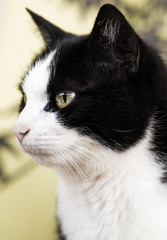 Portrait einer schwarz weißen Hauskatze