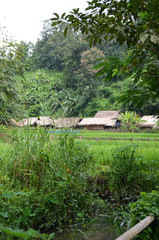 village femmes des longs cous Thaïlande