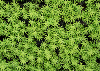 Top view small tree plant in pot texture background,Nature concept