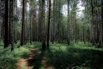 path in forest