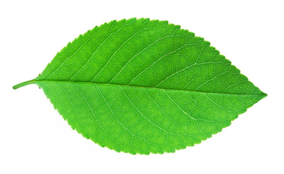 Cherry leaf isolated on a white background with clipping path. One of the best isolated cherry leaves that you have seen.