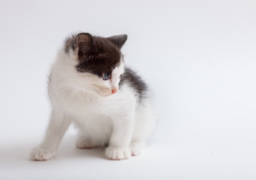 little fluffy white-brown-black kitten