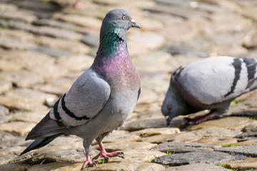 zwei Tauben auf Straßenpflaster