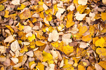 Autumn leaves in a city park
