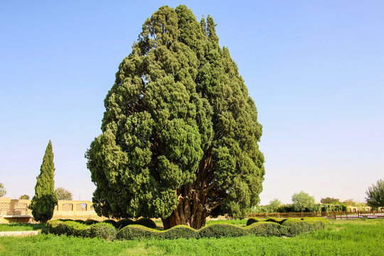 Cypress of Abarkooh or Known As the Zoroastrian Sarv, in Yazd Province, Iran