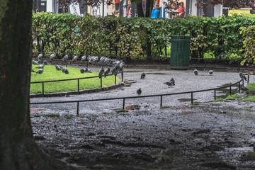 Doves in Bergen