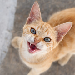 Hungry kitten meowing and begging for food, Aegean island, Greece