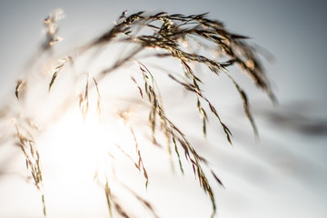 Gras Rispe im Abendlicht