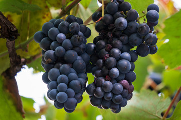Organic black grapes on a vine ready to be picked. Autumn background with ripe black grapes.