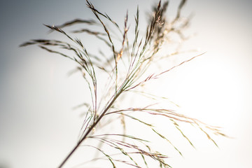 Grashalm im Abendlicht