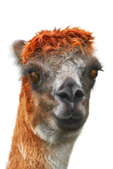 Fototapeta premium Portrait of Alpaca