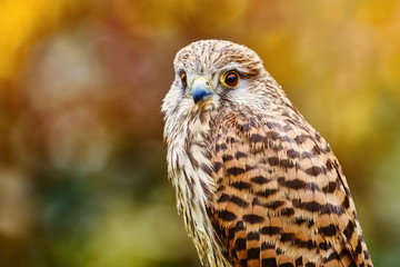 Common Kestrel (Falco Tinnunculus)