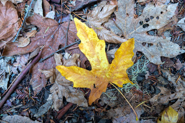 Fall color leaf on the forest floor, Purisima OSP, California