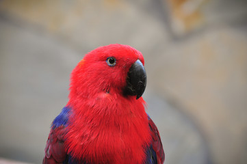 Portrait eines Edelpapageis