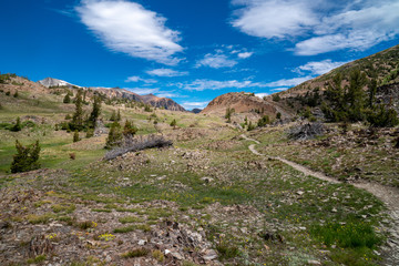 Fototapeta na wymiar Winding dirt trail leads further into the mountains along the 20 Lakes Basin trail hike in California Eastern Sierra Nevada Mountains. Pretty meadow with wildflowers