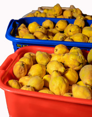 Birnenquitten nach der Ente in Waschkörben