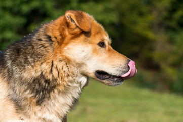 Dog with his tongue out resting after play.