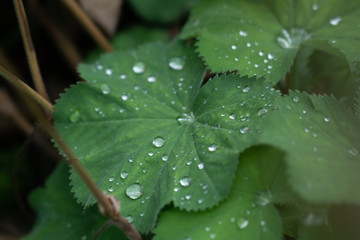 Leaf with waterdrops