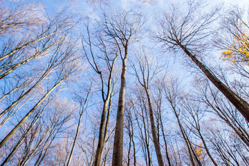 Looking up at autumn trees and clear blue sky