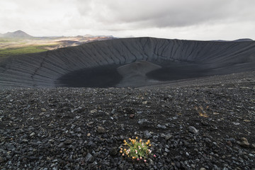 Small and lonely bush of wildflowers growing on the slopes of lifeless Hverfjall volcano crater in Myvatn area, Iceland © oleksii.leonov