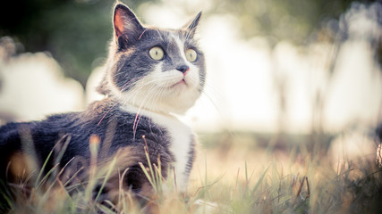 sharky gros yeux herbes