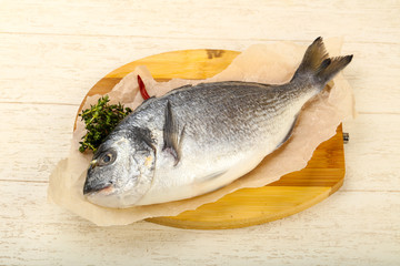 raw dorada fish